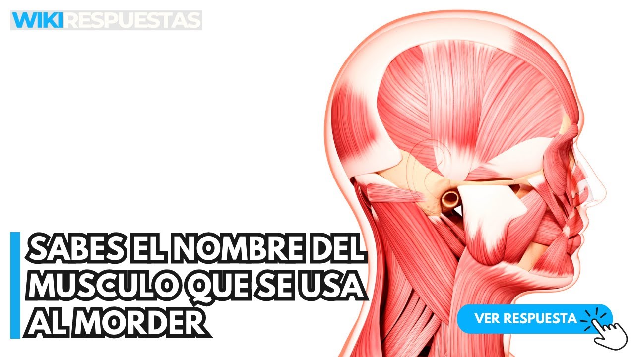 músculo que se usa al morder