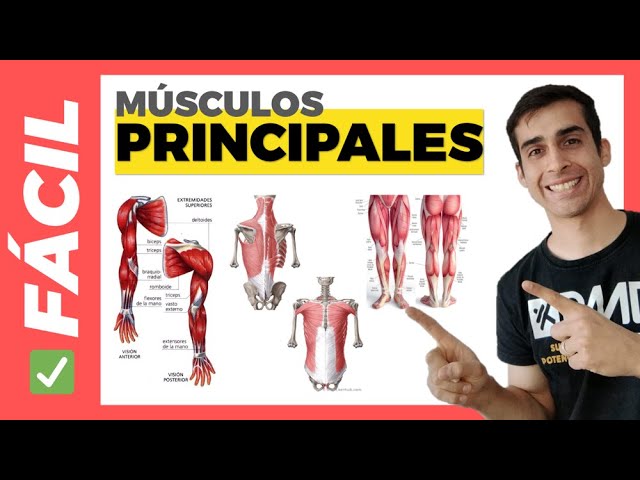 10 musculos y su ubicacion