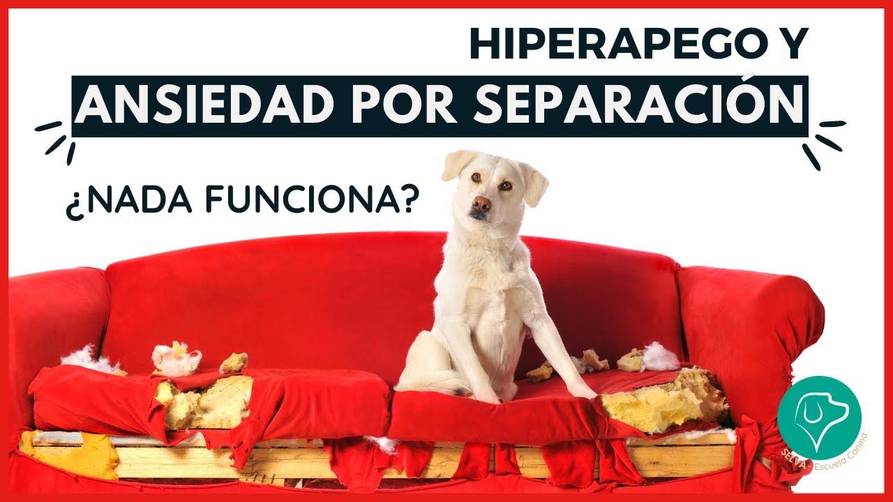 como quitar dependencia hacia mi a mi perro