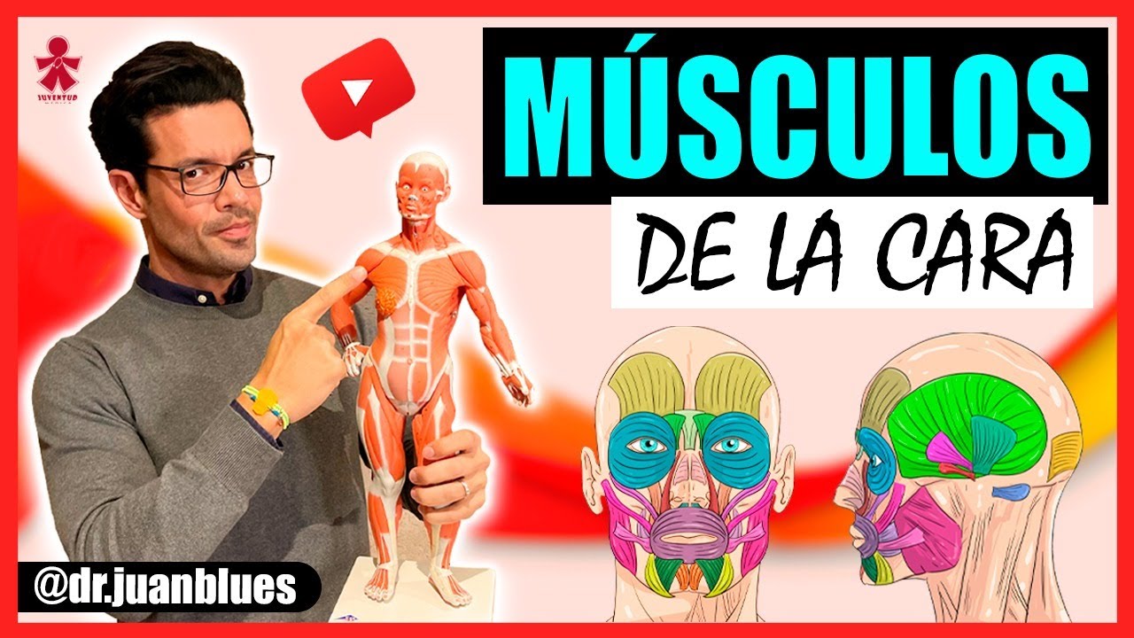 dibujo de los musculos de la cara