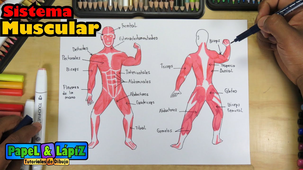 dibujo del sistema muscular para niños para colorear