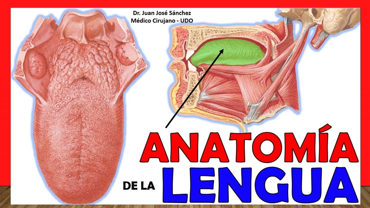 hueso donde se inserta la lengua