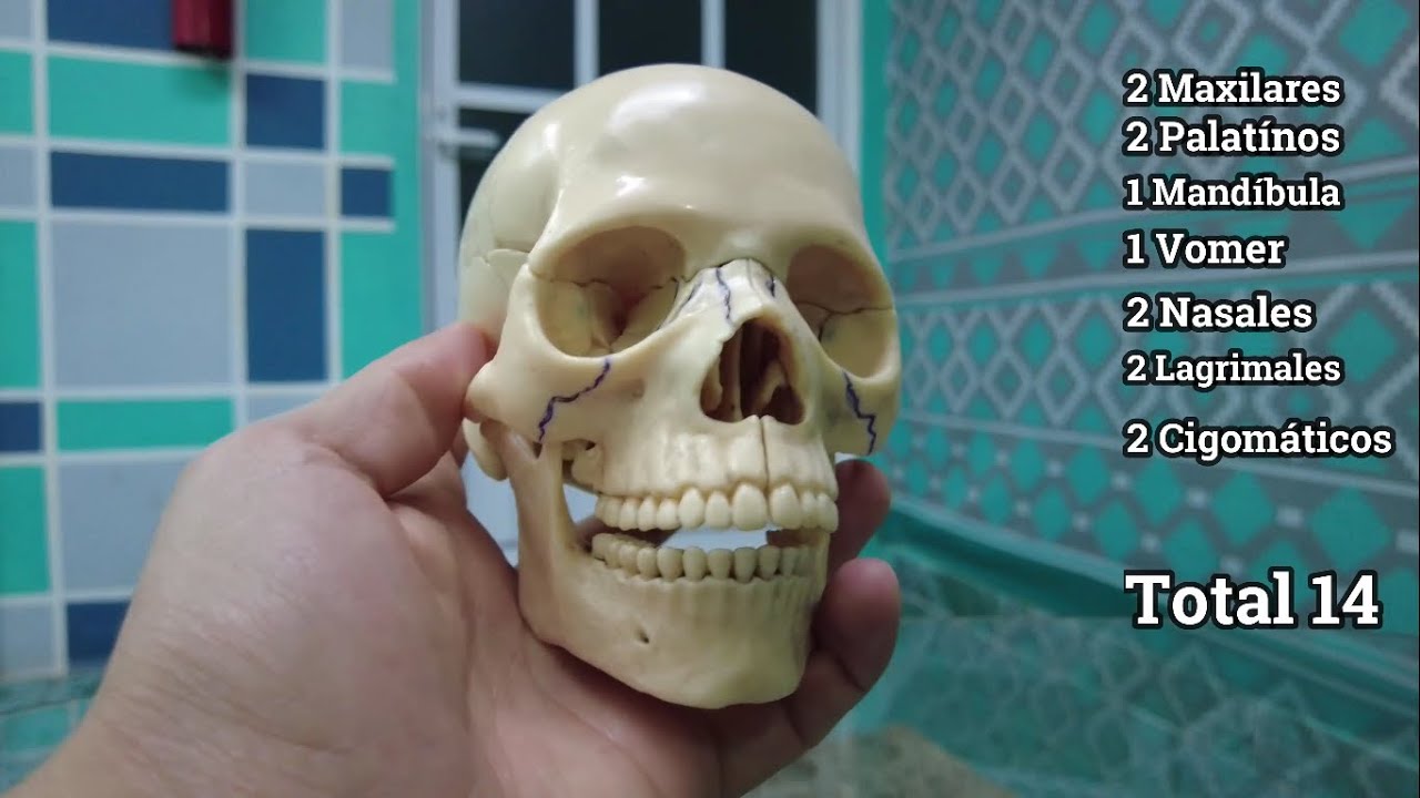 huesos que conforman la cara
