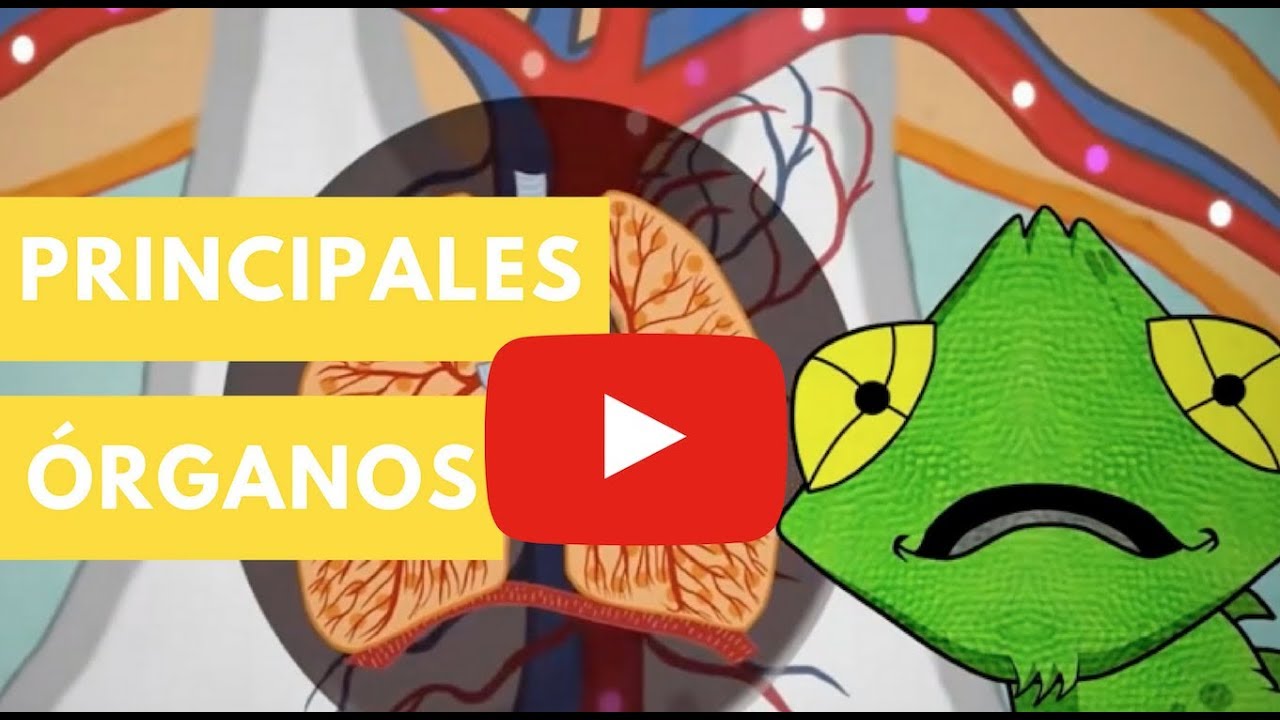los organos del cuerpo humano para niños