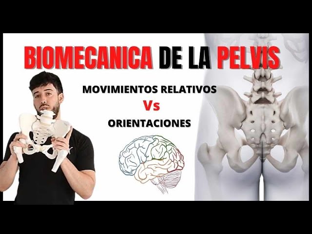 posturas y movimientos de la pelvis