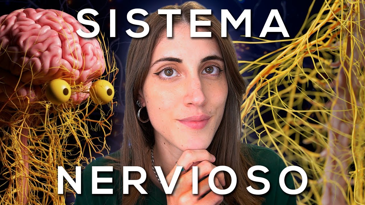 actividades para desarrollar el sistema nervioso