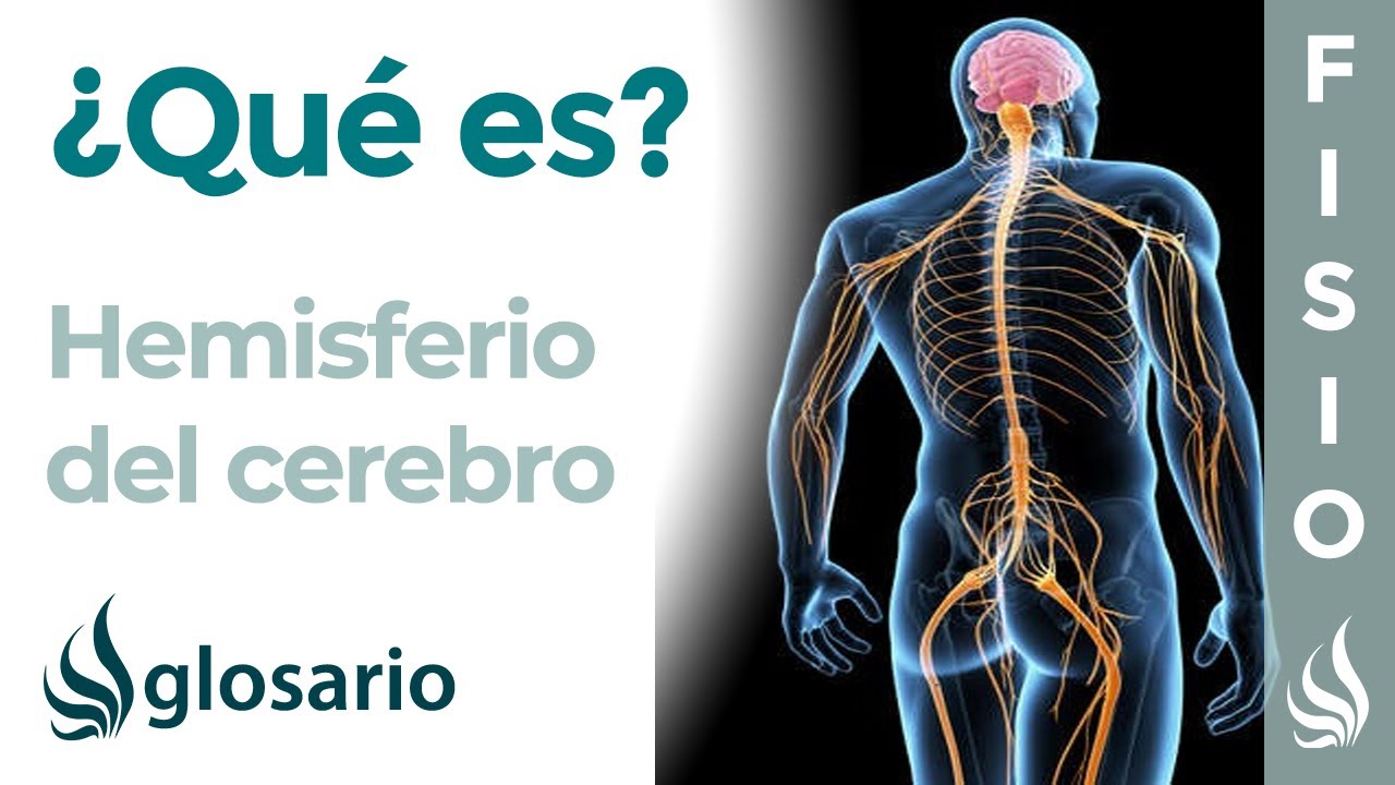 caracteristicas del hemisferio izquierdo y derecho del cerebro