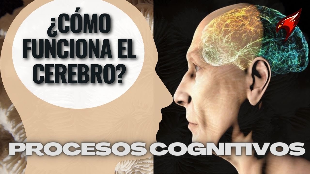 cuales son los procesos cognitivos complejos