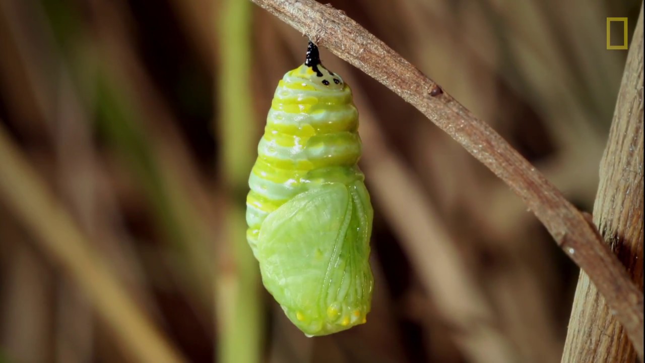 de oruga a mariposa para niños