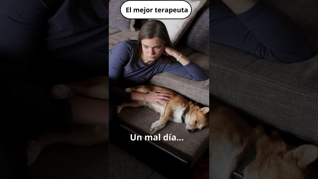 el mejor terapeuta tiene pelos y 4 patas
