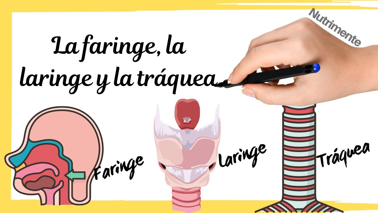 que es laringe y cual es su funcion
