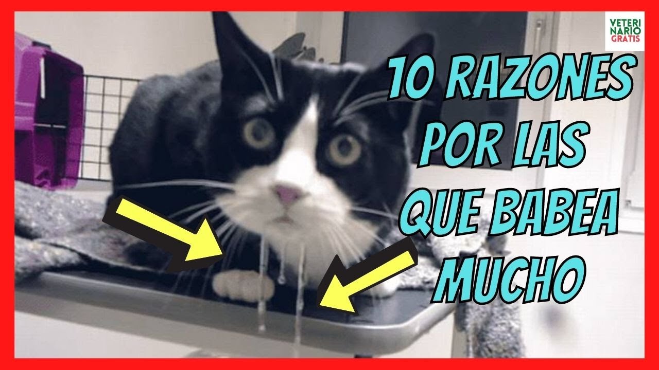 remedio casero para gato que babea