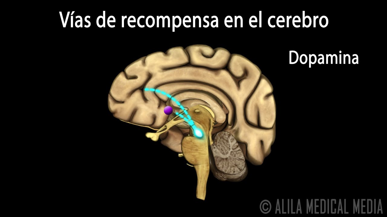 sistema nervioso afectado por las drogas