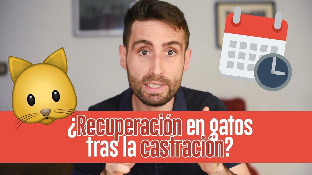 cuanto tarda una gata en despertar de la anestesia
