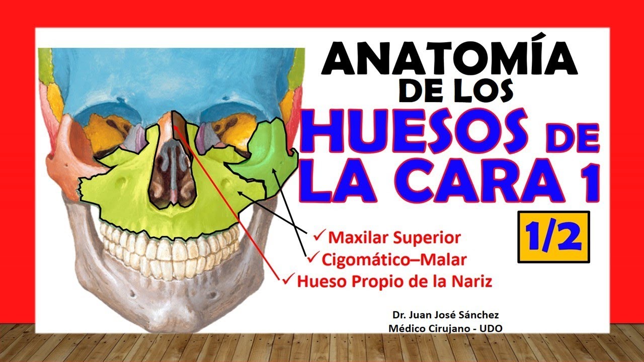 huesos de la cara anatomia