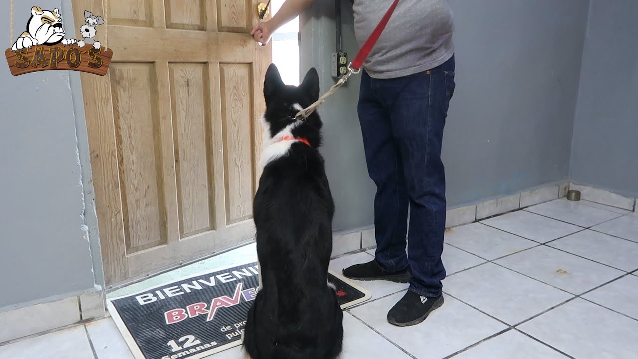 mi perro sale corriendo cuando abro la puerta