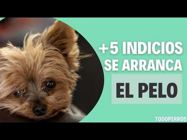 mi perro se rasca y se arranca el pelo