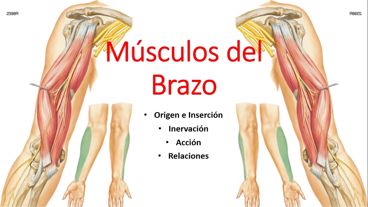 musculos origen insercion inervacion y accion pdf