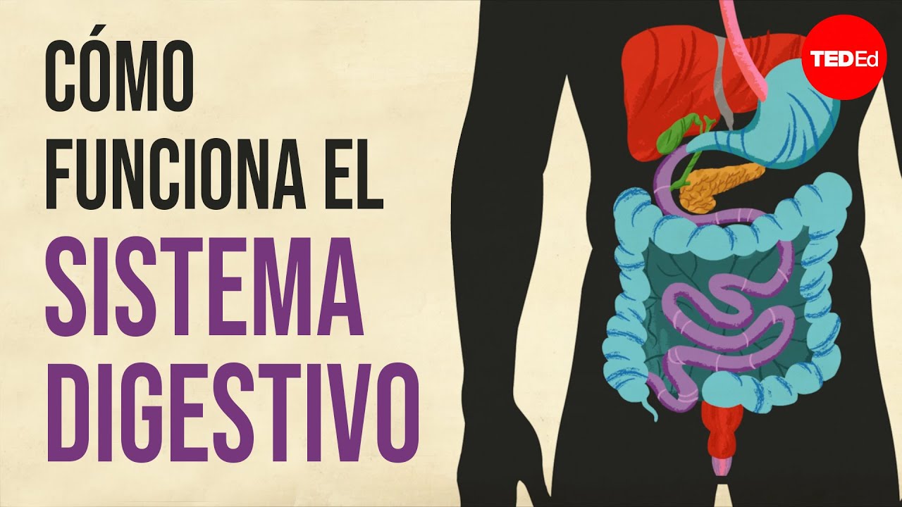 que funcion cumple la lengua en el proceso digestivo