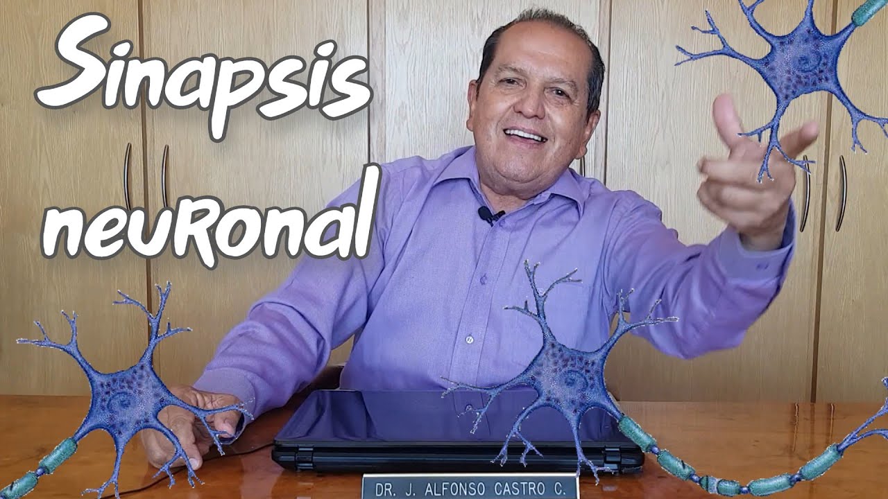se tocan algunas neuronas poseen continuidad fisica