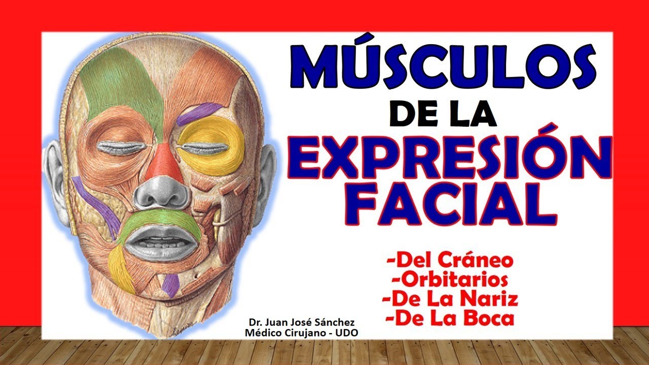 sistema muscular de la cara