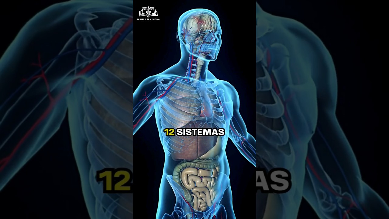 12 musculos del cuerpo humano