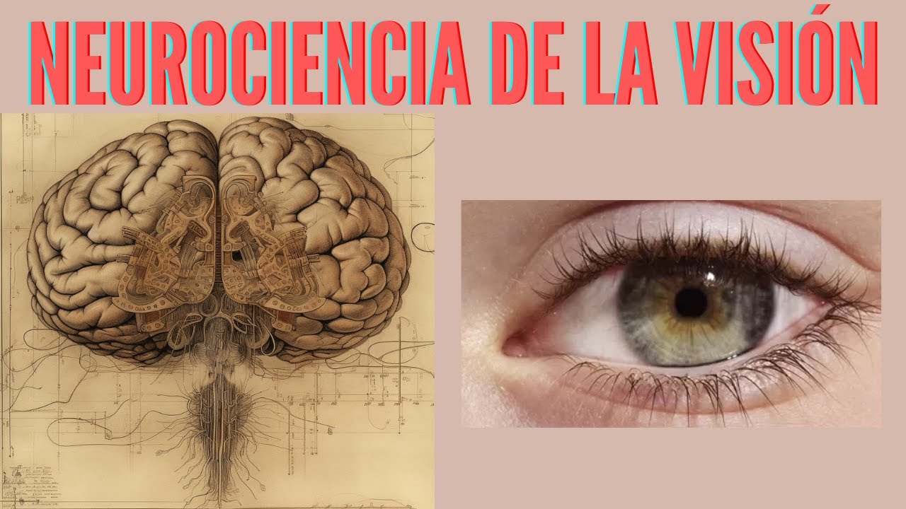 centro de la vision en el cerebro