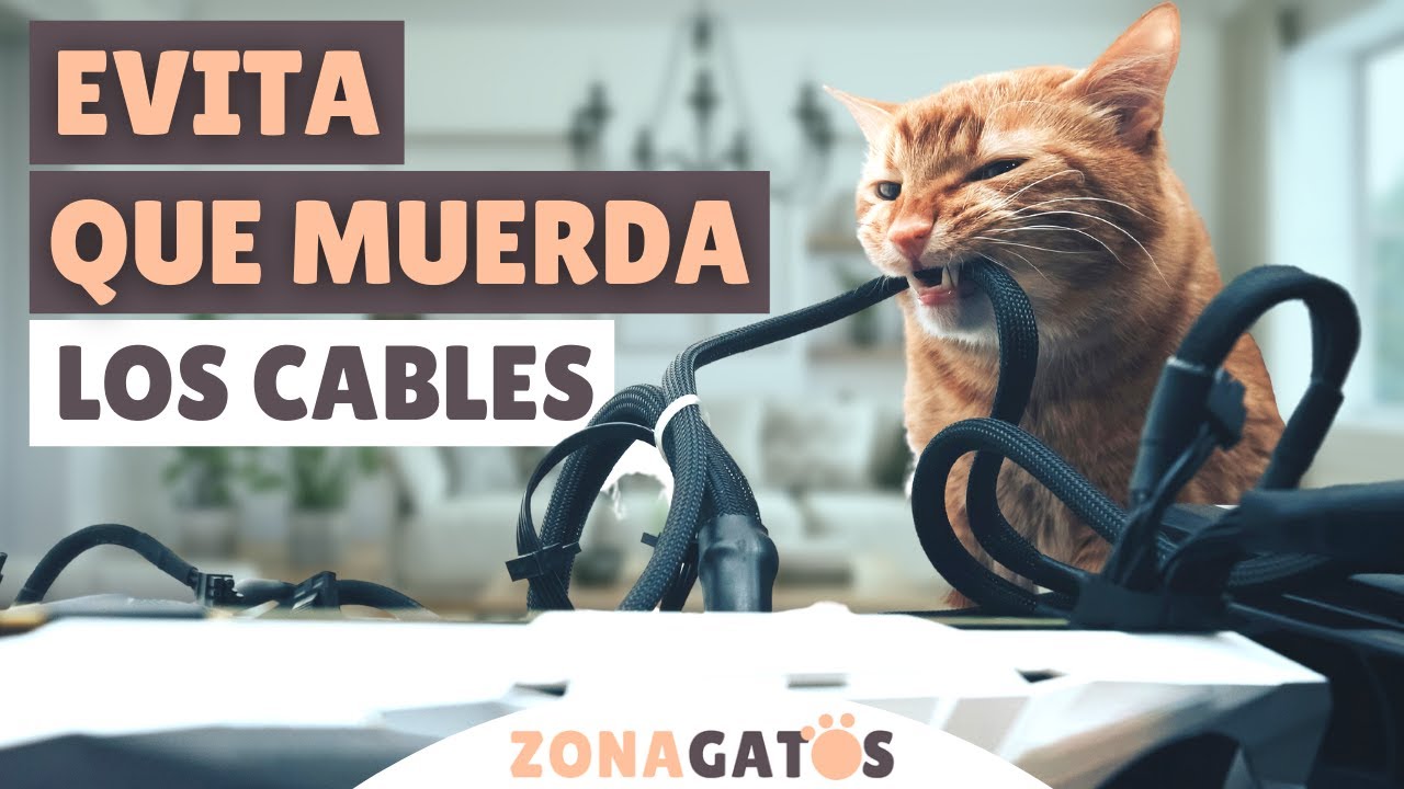 como enseñar a un gato a no morder los cables
