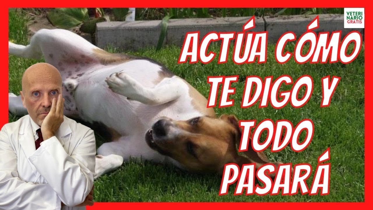 mi perro convulsiona y bota espuma
