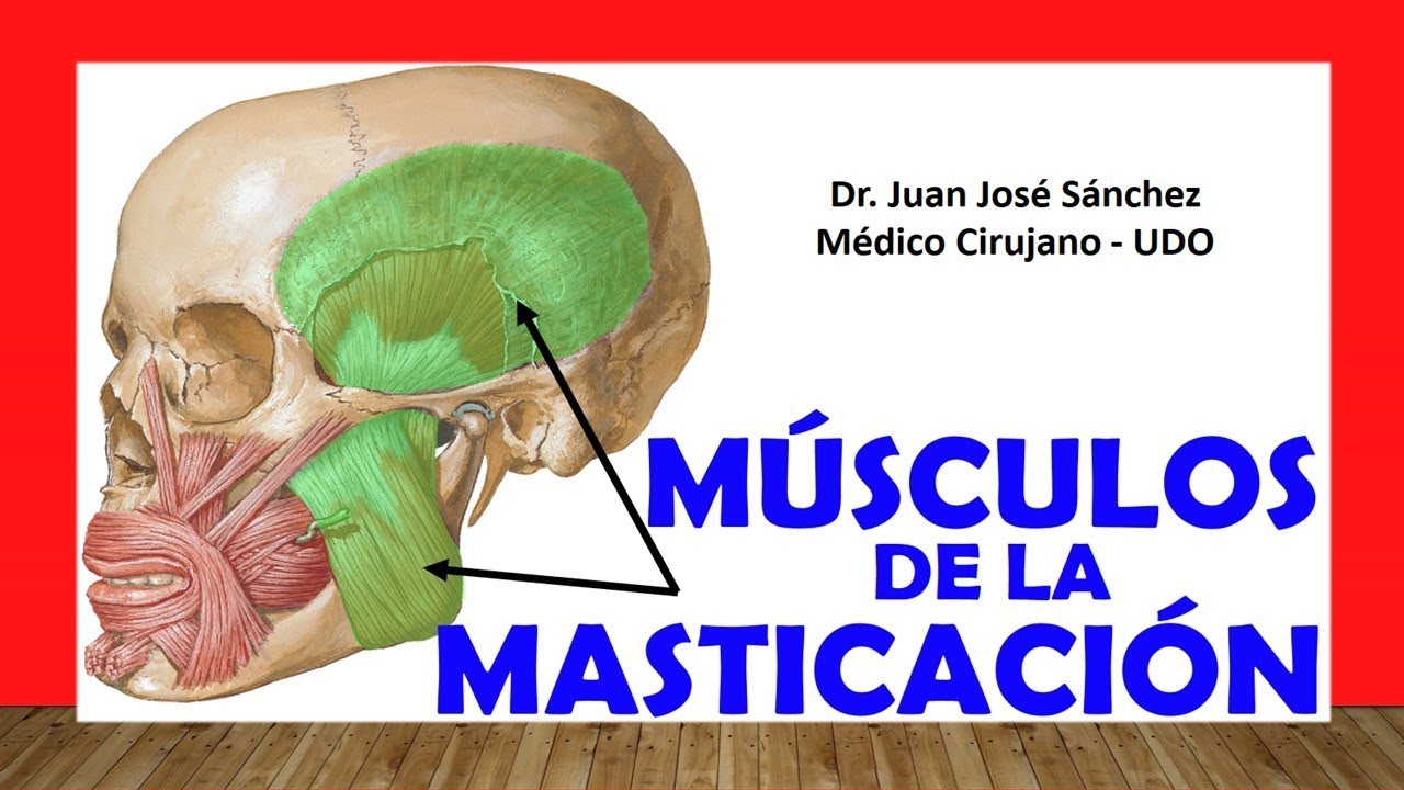 musculos de la masticacion pdf