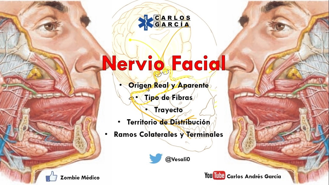 nervios de la cara anatomia