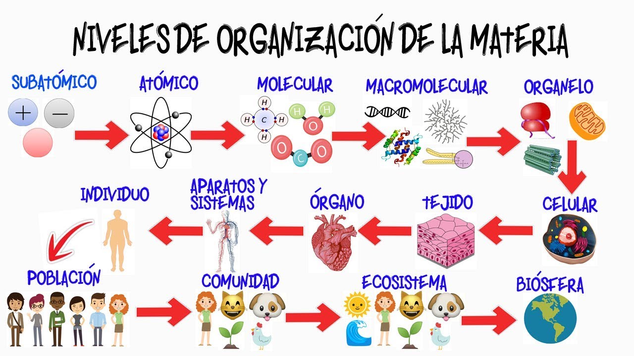 nivel de organización de un perro