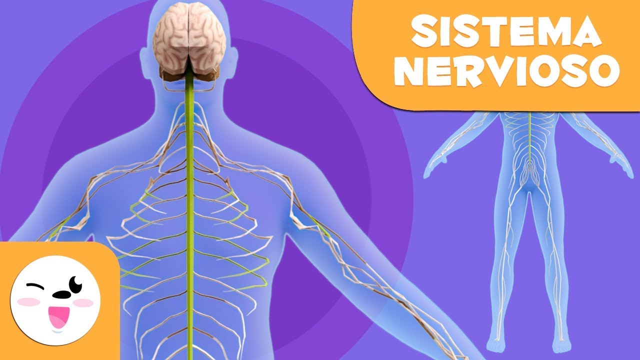 actividades para trabajar el sistema nervioso con niños