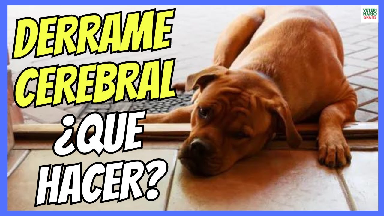 como cuidar a un perro con acv