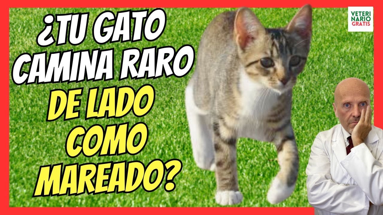 como saber si mi gato tiene daño neurologico