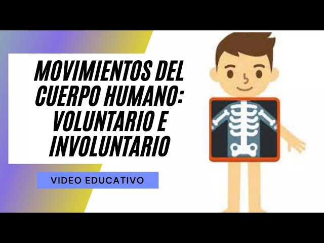 cuales son los musculos voluntarios e involuntarios