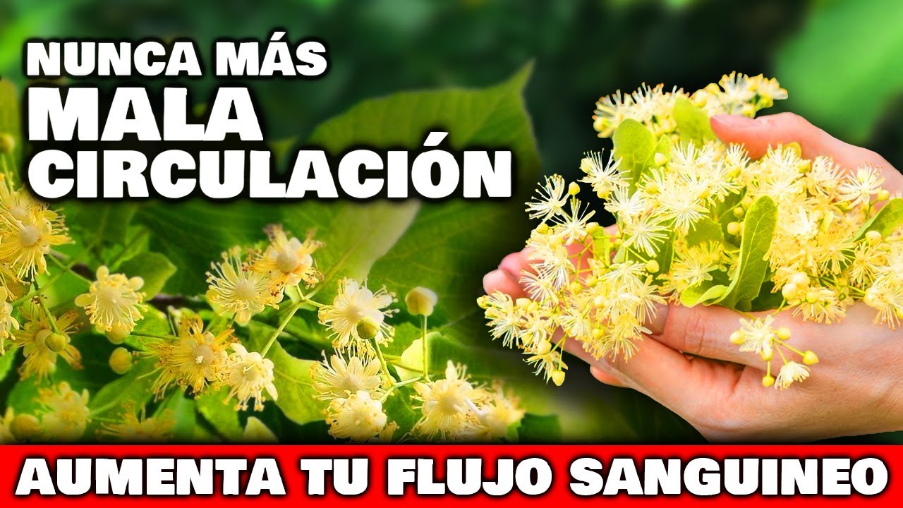 hierbas para mejorar la circulación sanguínea