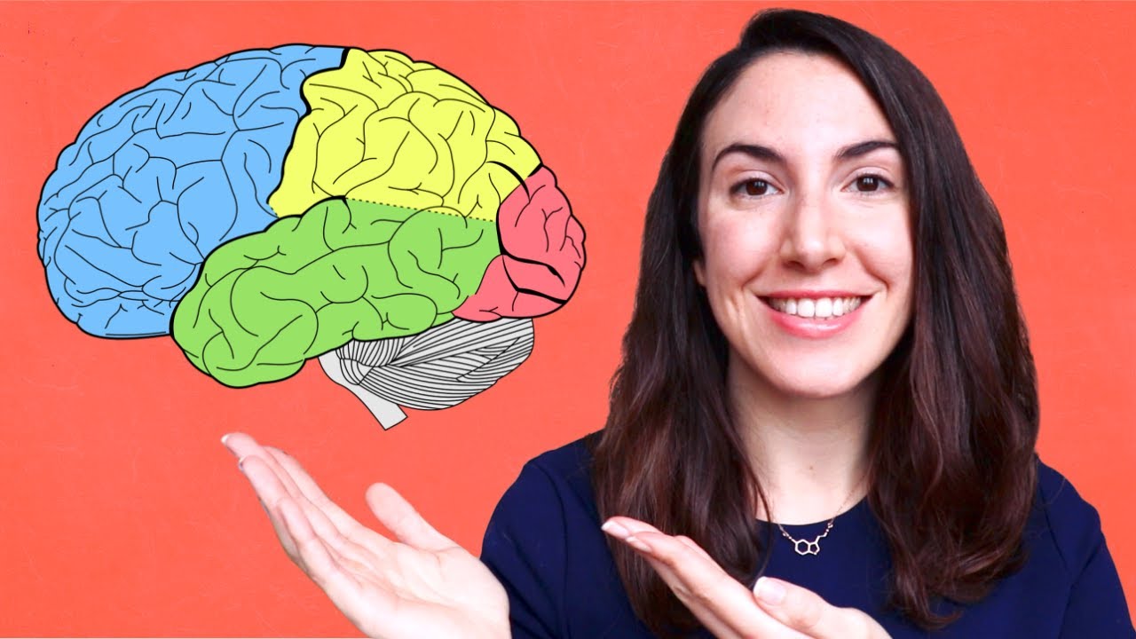 lobulos del cerebro y sus funciones