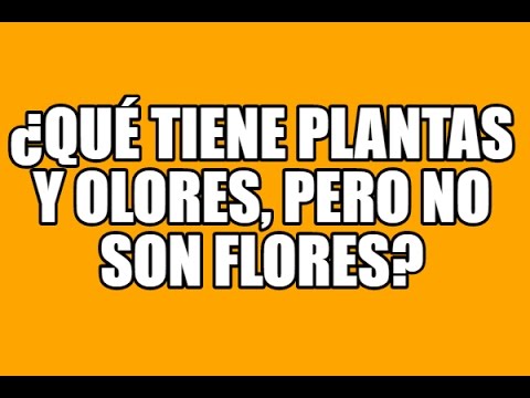no son flores pero tienen plantas y también olores
