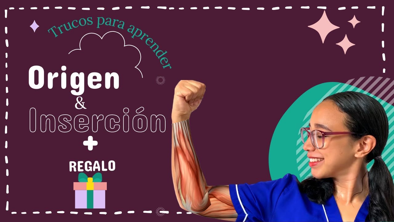tabla de musculos origen insercion inervacion y accion pdf